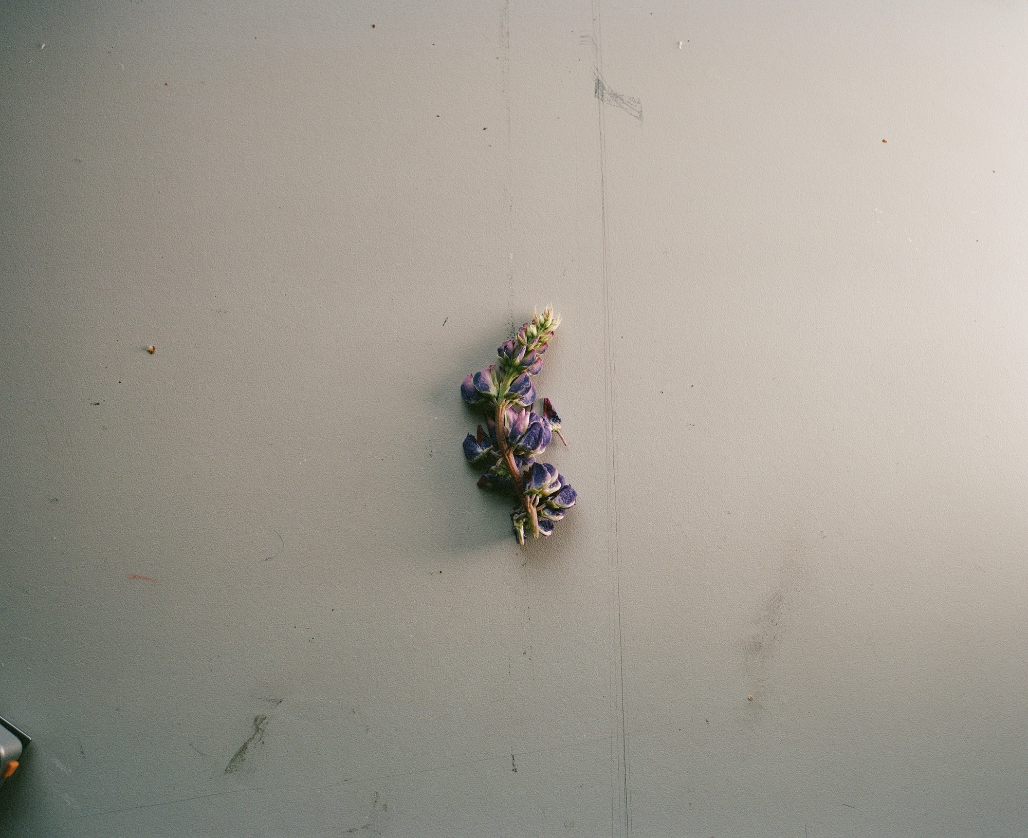 A single lupin flower on a studio wall