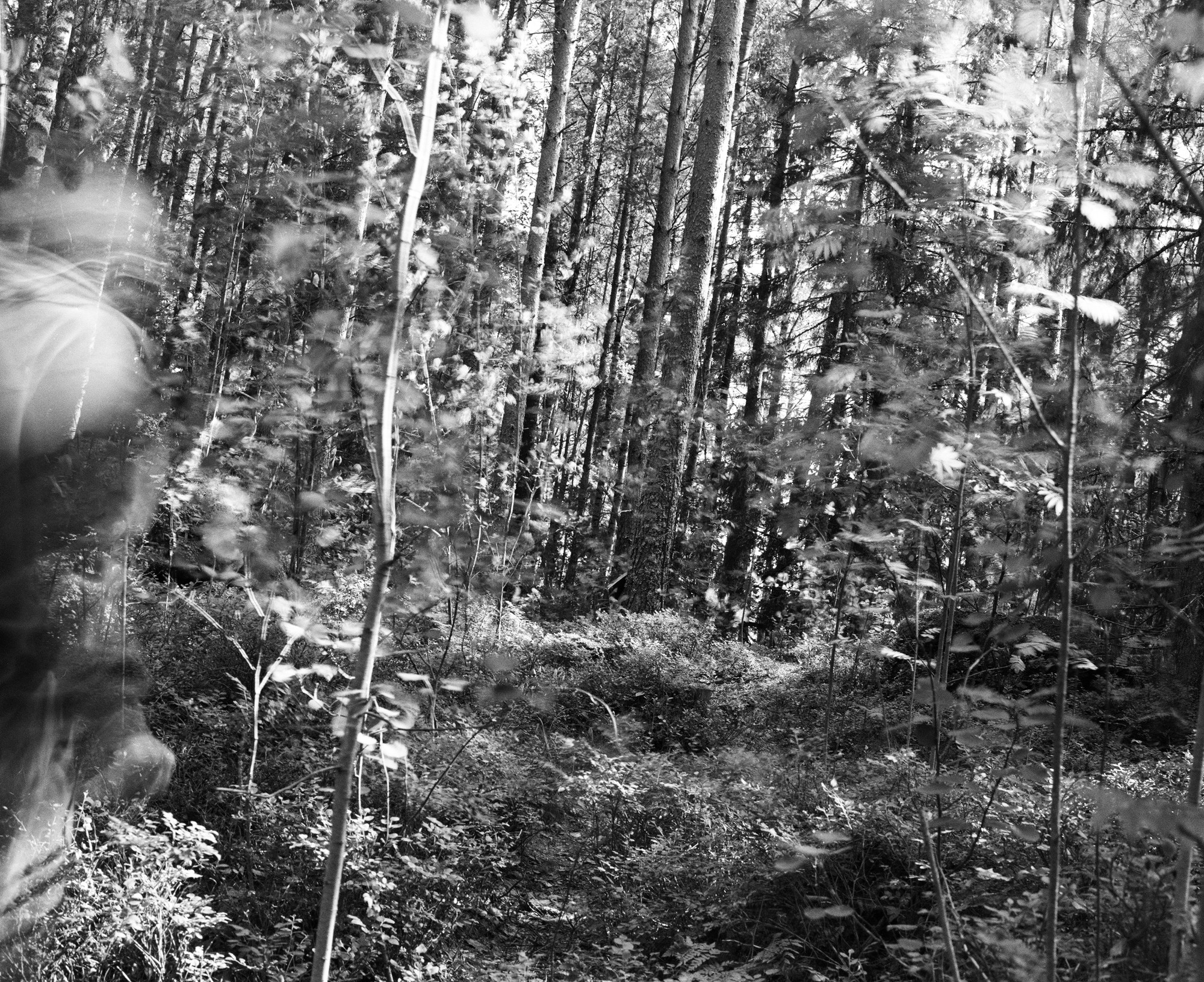 Blurred figure at the edge of a forest