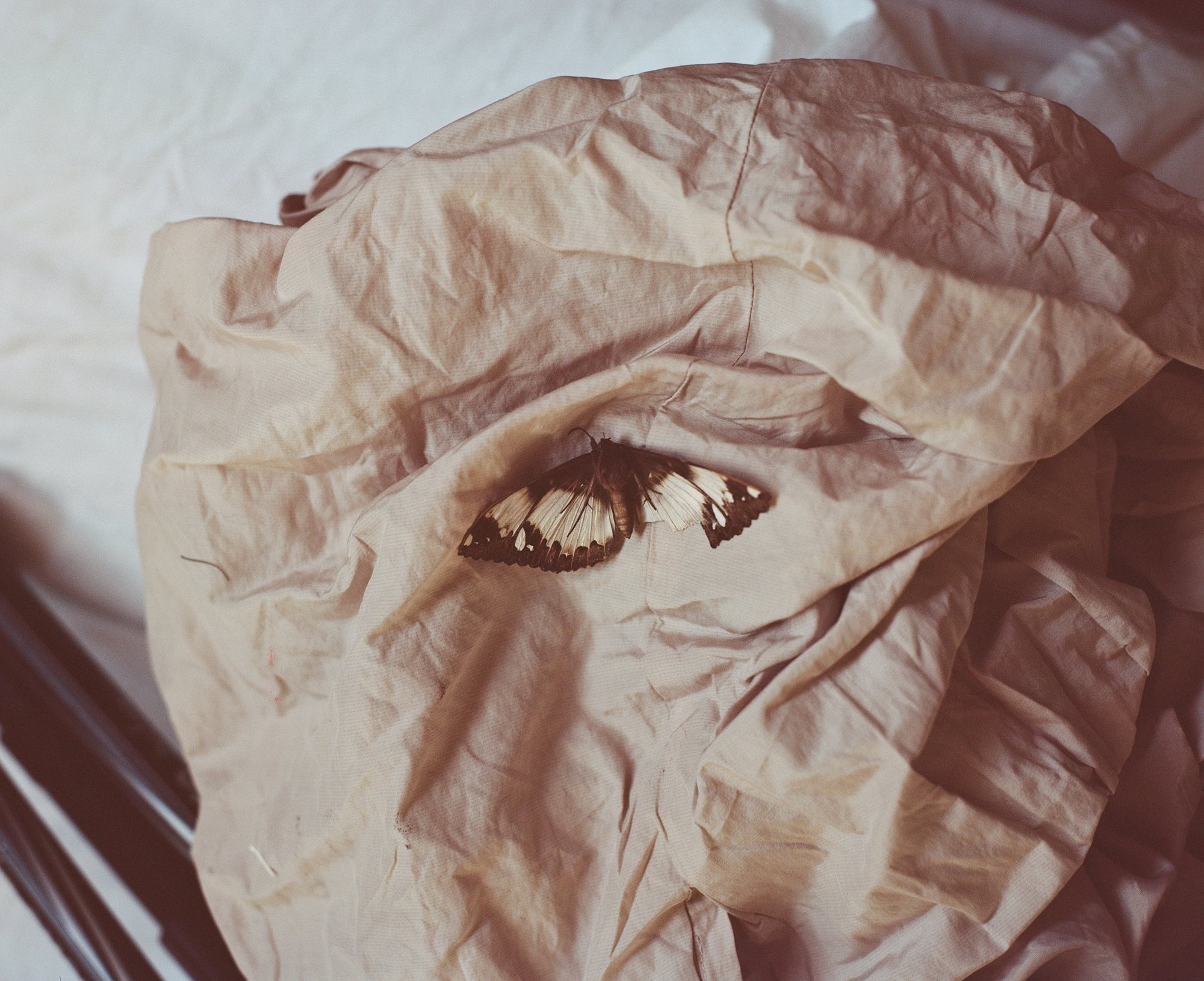 A moth resting on a crumpled piece of pale fabric