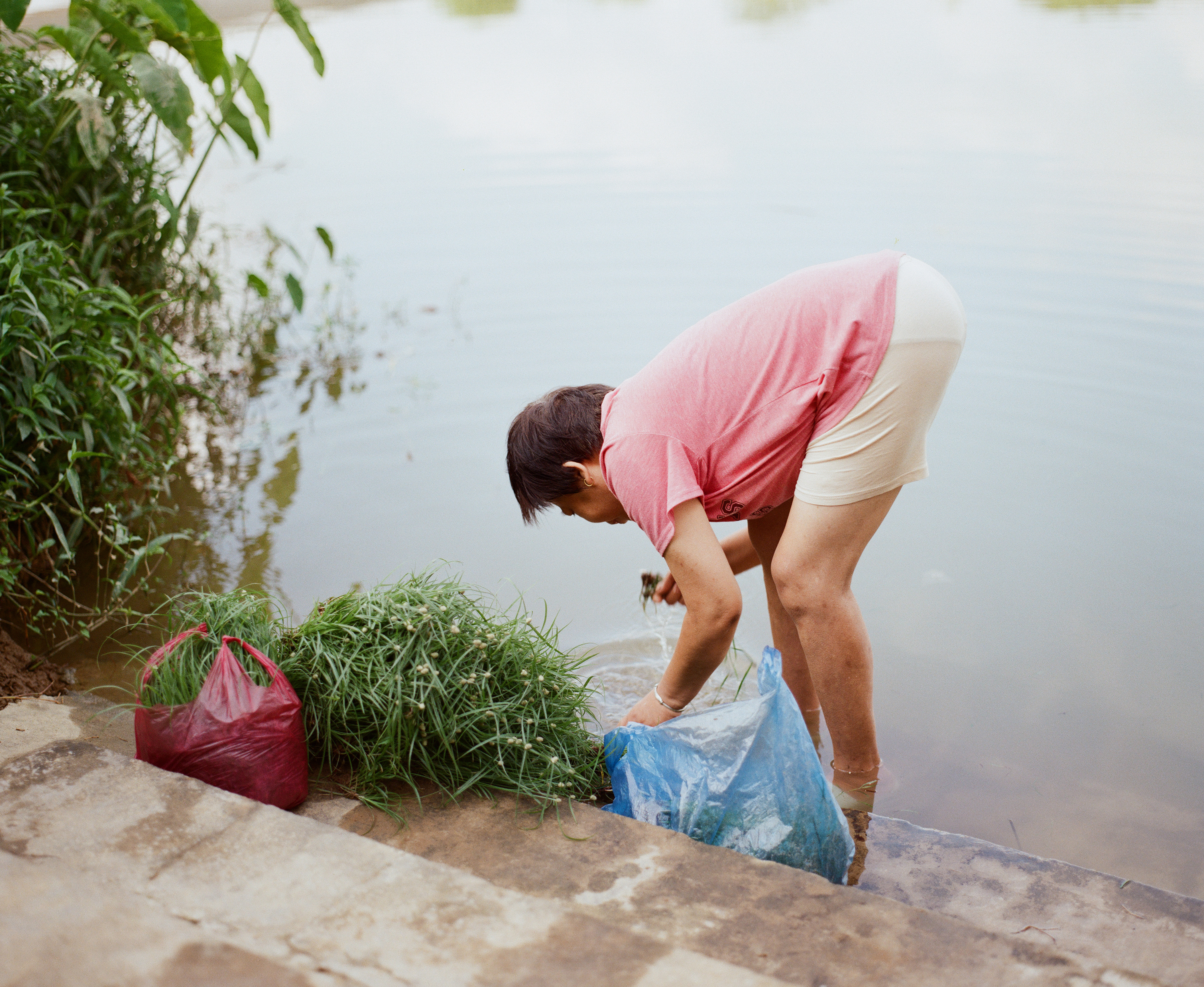A woman in a pink shirt bending to wash greens at the water's edge, with a red bag and cut grass beside her