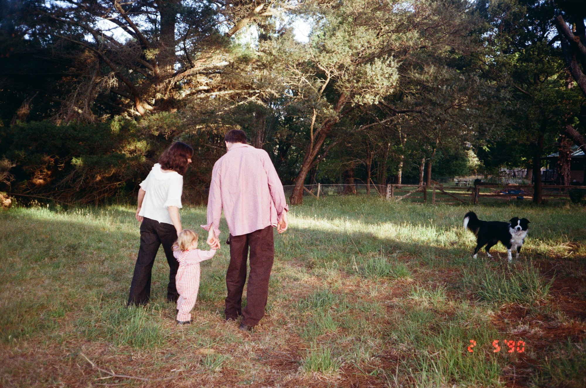 A family walking away through a field with their dogs, seen from behind